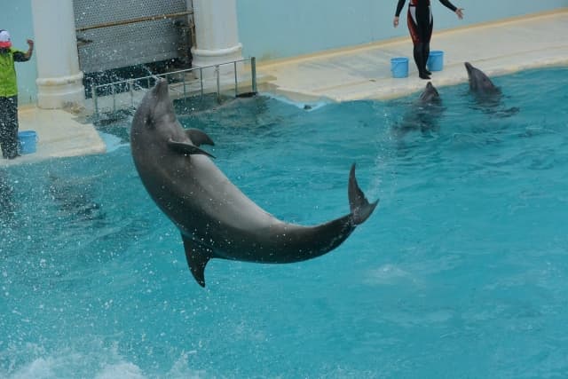 イルカ、水族館
